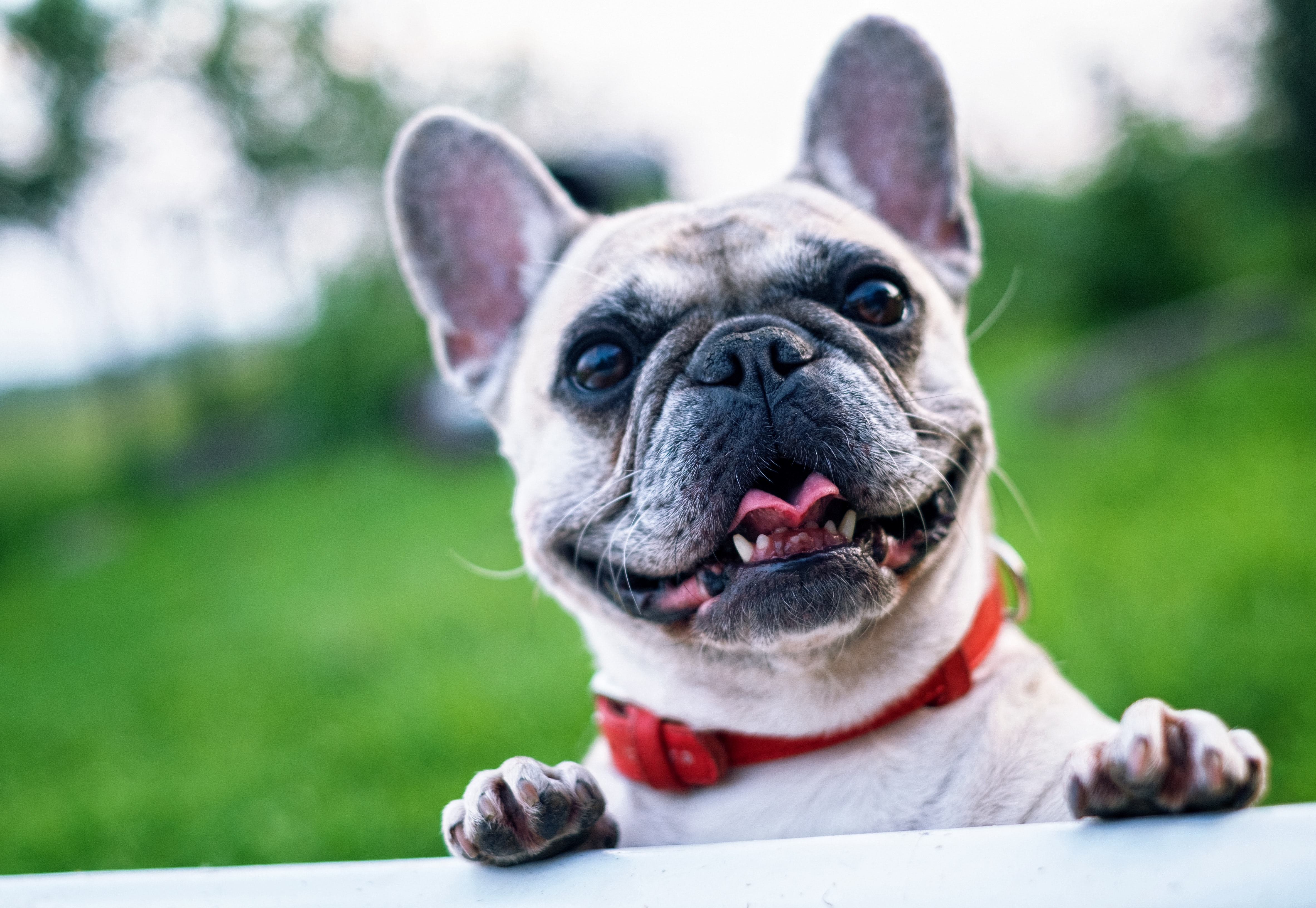fænomen Afsky tennis Bedste Hundefoder Test [2022]: Det skal du vide om hundefoder!